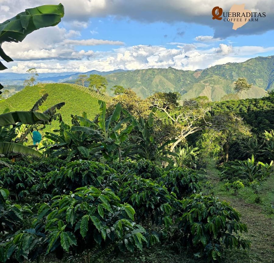 Panoramic view of the coffee hills at Finca Quebraditas, Oporapa, Huila