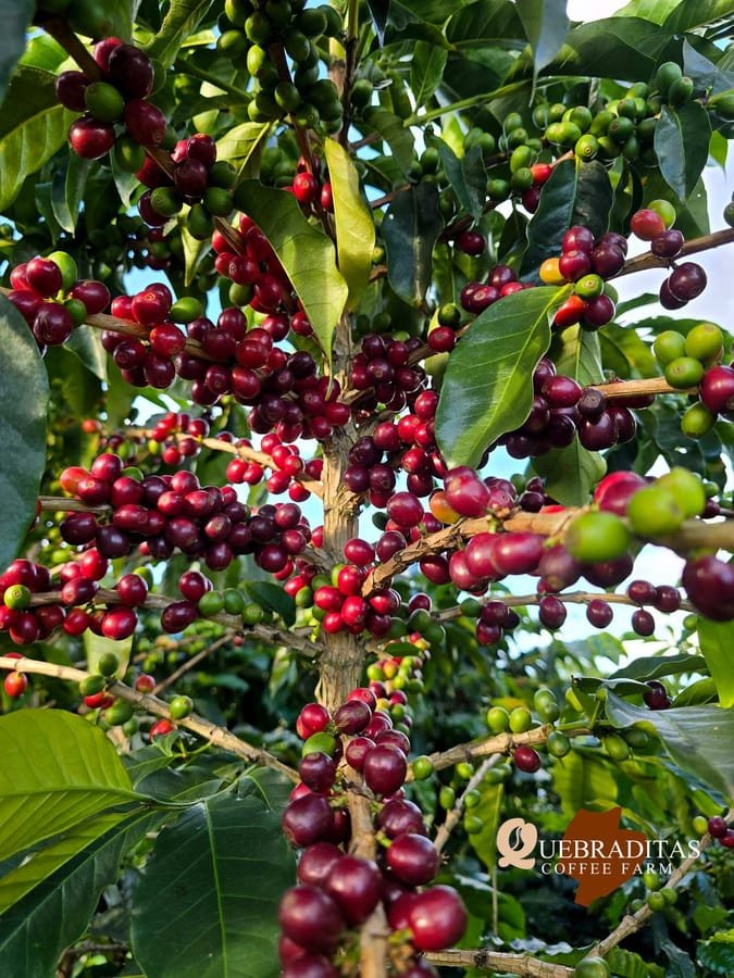 Ripe red coffee cherries on the branch at Finca Quebraditas