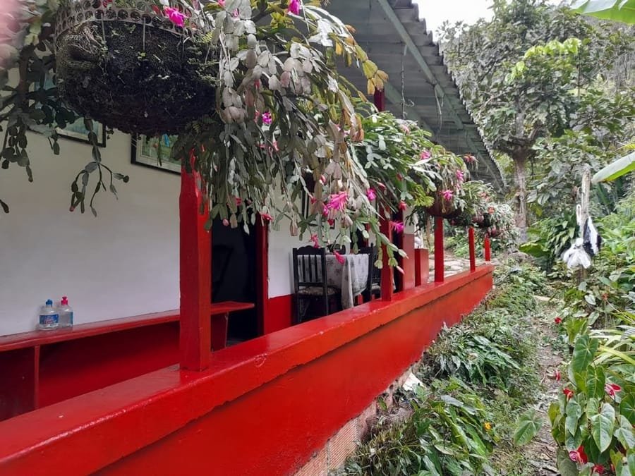 The red-and-white family farmhouse at El Rubiconcito, Betulia, Antioquia, surrounded by flowering plants and coffee trees