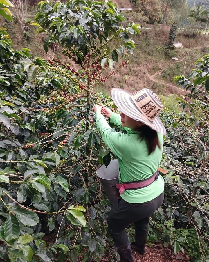 Diana Laverde hand-picking ripe coffee cherries at El Rubiconcito — Betulia, Antioquia
