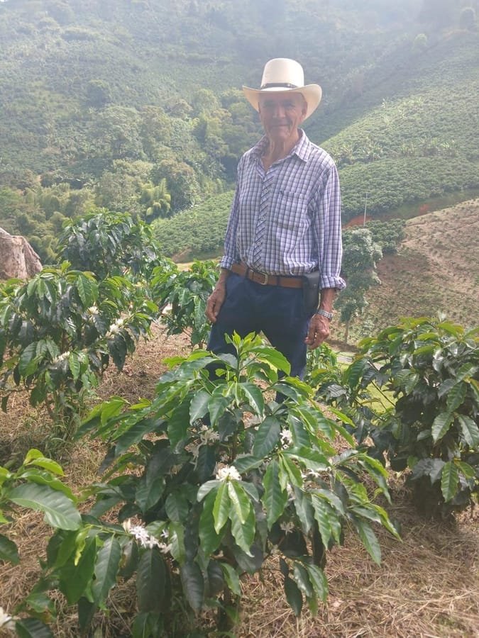 Jaime Laverde among flowering coffee trees at El Rubiconcito